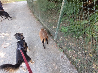 Hundehotel - ausschließlich für Hundeliebhaber - Postmünster - Wildpark - Seehotel Moldan