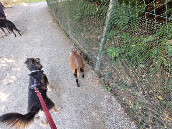 Urlaub-mit-Hund: Wildpark - Seehotel Moldan