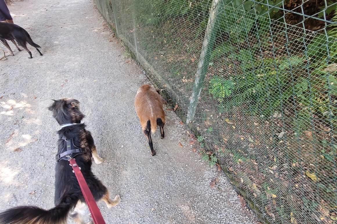 Urlaub-mit-Hund: Wildpark - Seehotel Moldan