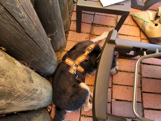 Urlaub-mit-Hund: Seehotel Moldan