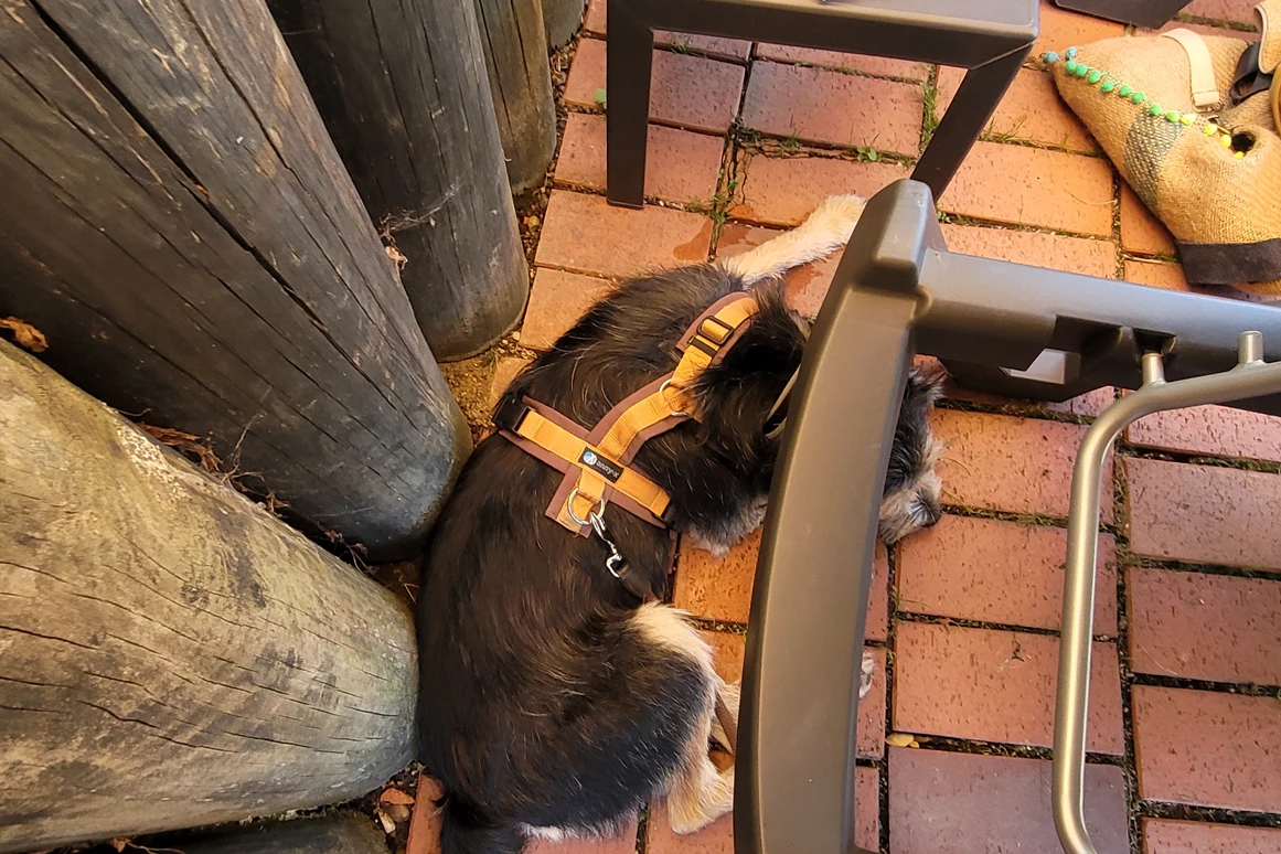 Urlaub-mit-Hund: Seehotel Moldan