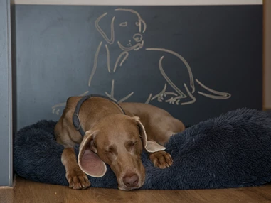 Urlaub-mit-Hund: Seehotel Moldan