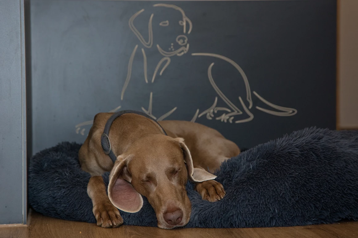 Urlaub-mit-Hund: Seehotel Moldan