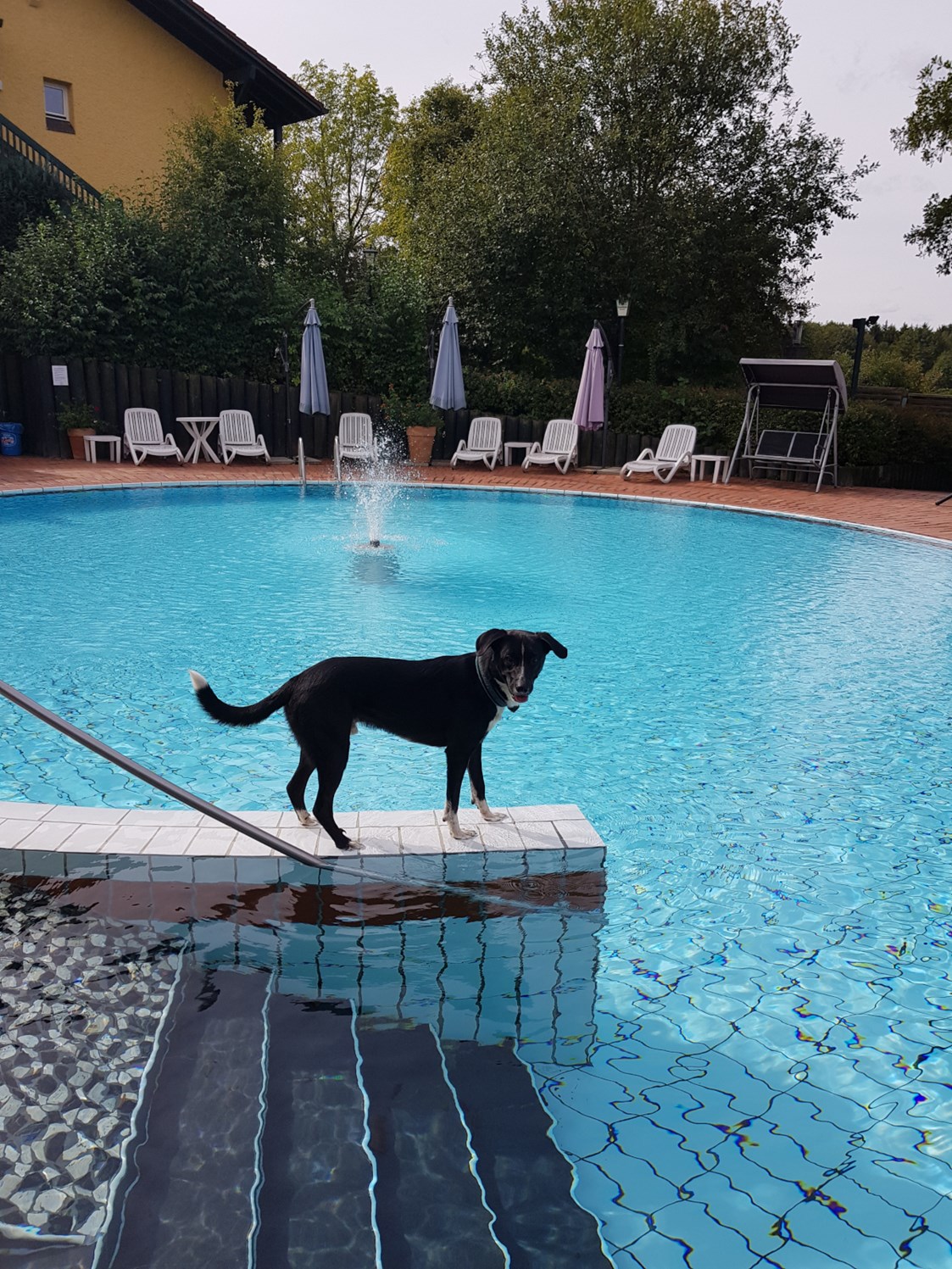 Urlaub-mit-Hund: Pool - Seehotel Moldan