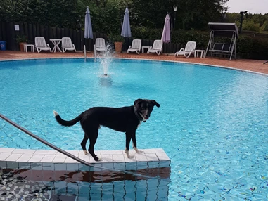 Urlaub-mit-Hund: Pool - Seehotel Moldan