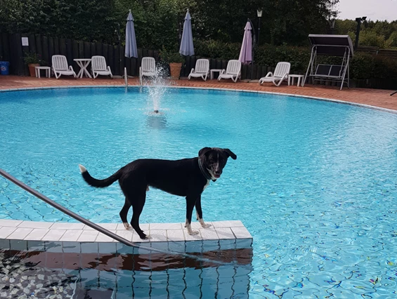 Urlaub-mit-Hund: Pool - Seehotel Moldan