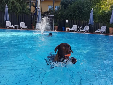 Urlaub-mit-Hund: Badespaß für Mensch und Hund - Seehotel Moldan
