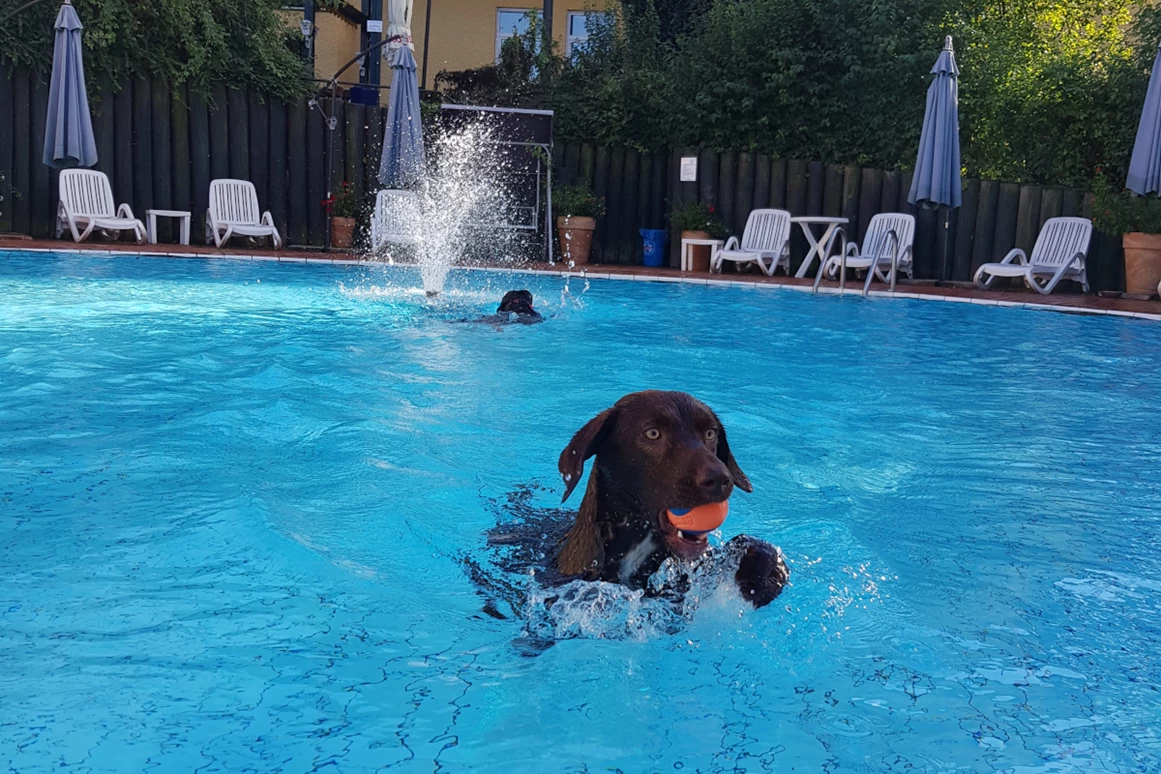 Urlaub-mit-Hund: Badespaß für Mensch und Hund - Seehotel Moldan