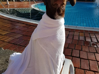Urlaub-mit-Hund: Seehotel Moldan