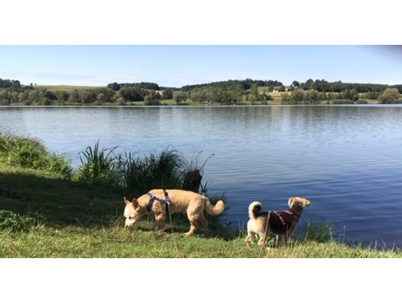 Urlaub-mit-Hund: Hunde am See - Seehotel Moldan