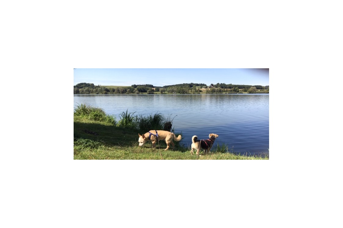Urlaub-mit-Hund: Hunde am See - Seehotel Moldan