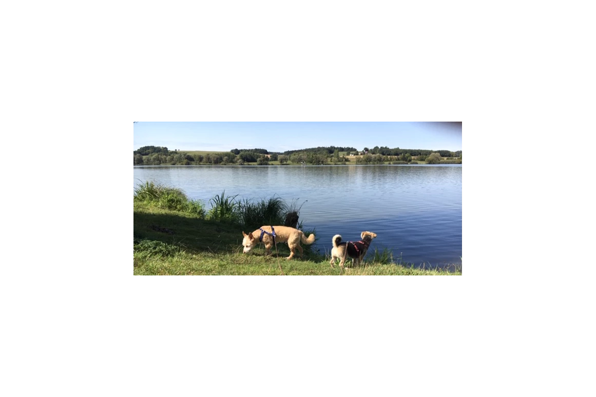 Urlaub-mit-Hund: Hunde am See - Seehotel Moldan