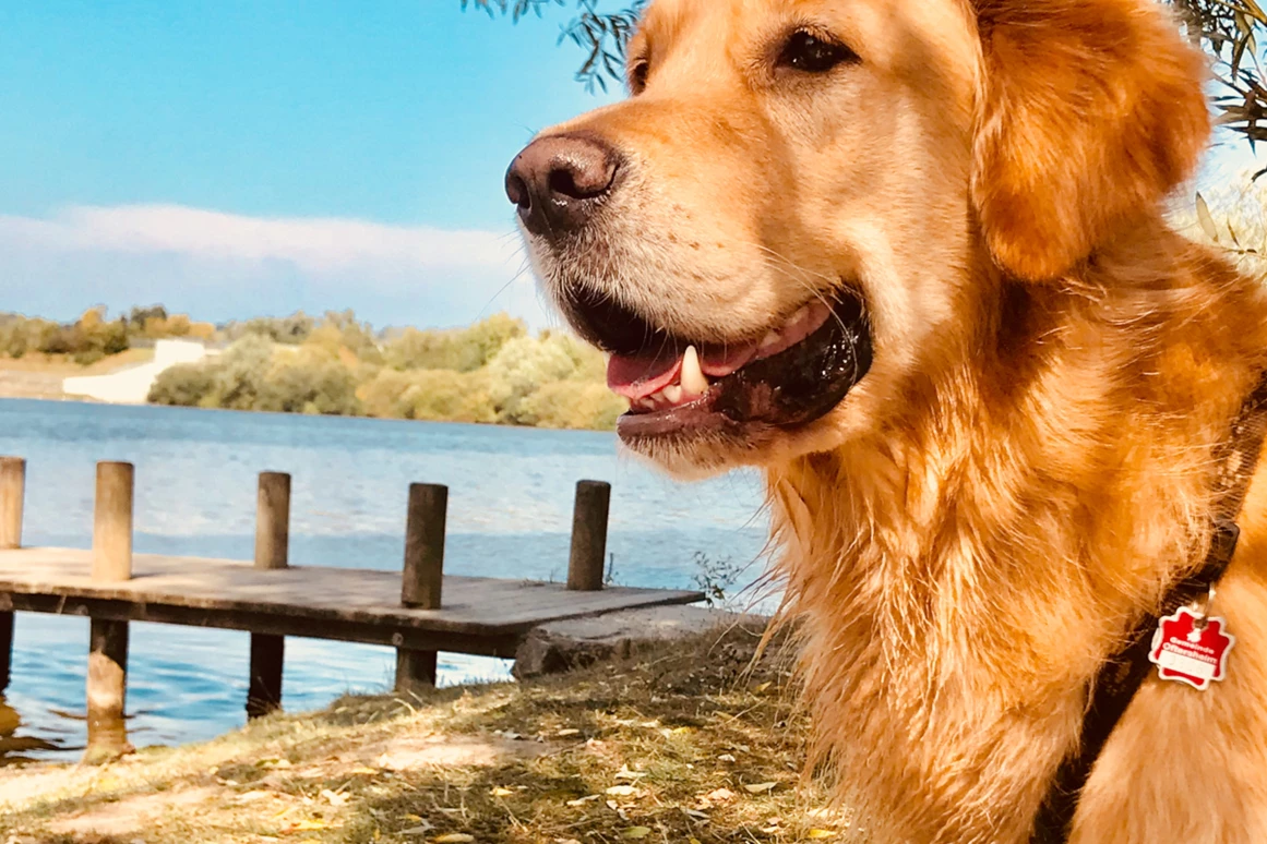 Urlaub-mit-Hund: Seehotel Moldan
