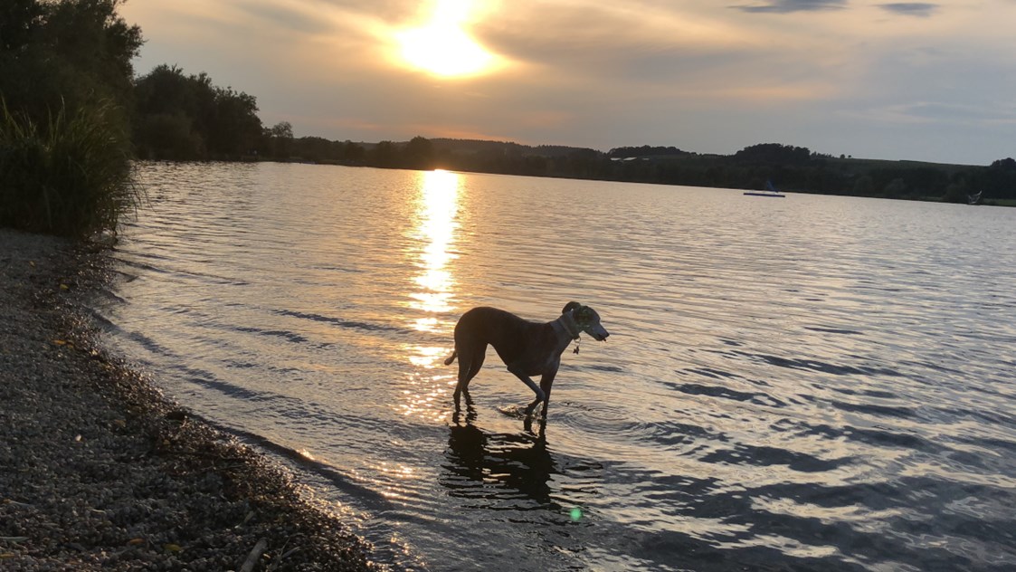 Urlaub-mit-Hund: Seehotel Moldan