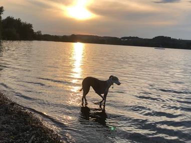 Urlaub-mit-Hund: Seehotel Moldan