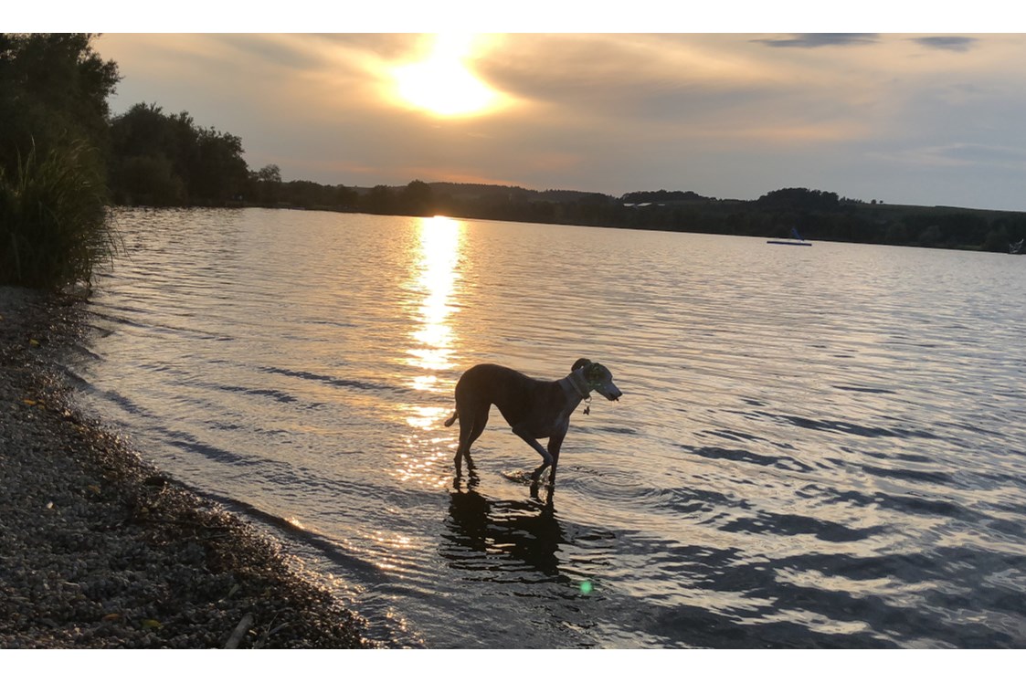 Urlaub-mit-Hund: Seehotel Moldan