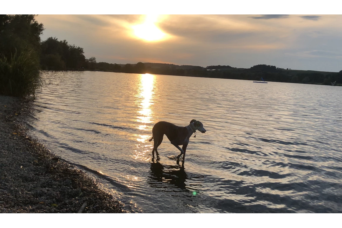 Urlaub-mit-Hund: Seehotel Moldan