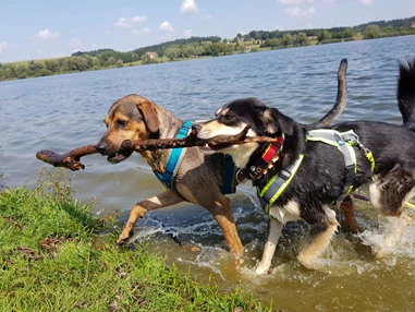 Urlaub-mit-Hund: Seehotel Moldan