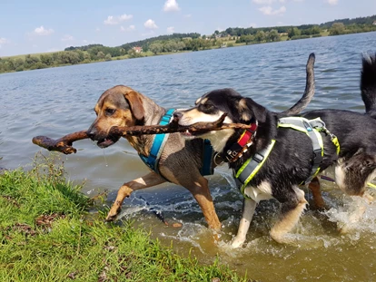Hundehotel - ausschließlich für Hundeliebhaber - Postmünster - Seehotel Moldan