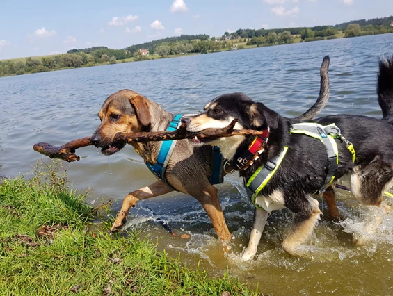 Urlaub-mit-Hund: Seehotel Moldan