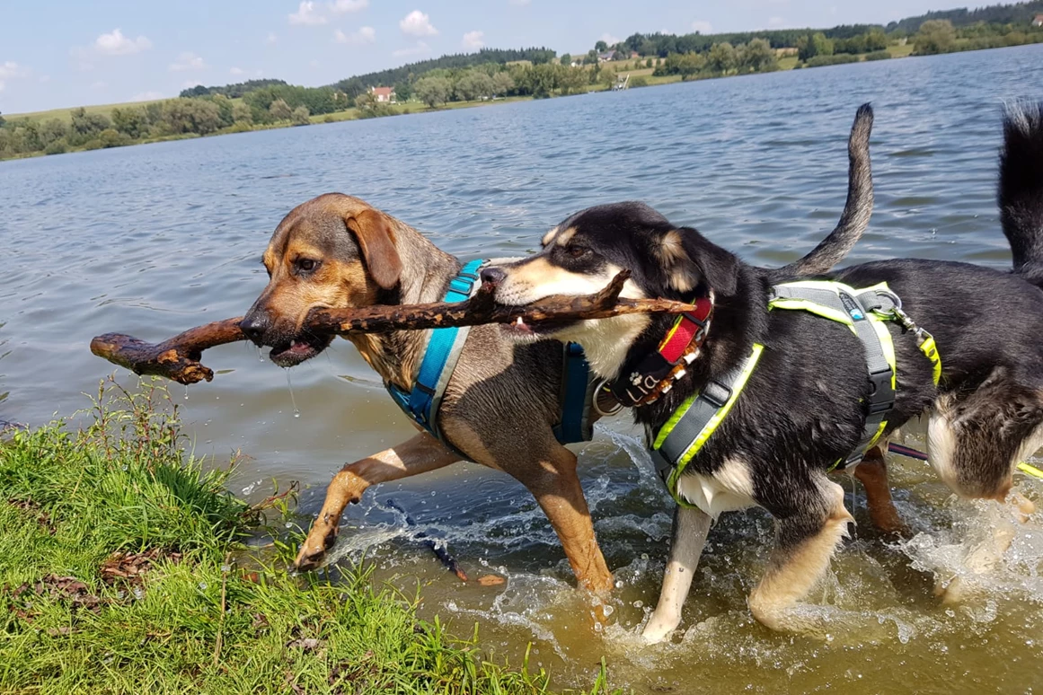 Urlaub-mit-Hund: Seehotel Moldan