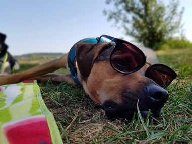 Urlaub-mit-Hund: Seehotel Moldan