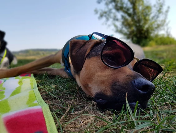 Urlaub-mit-Hund: Seehotel Moldan
