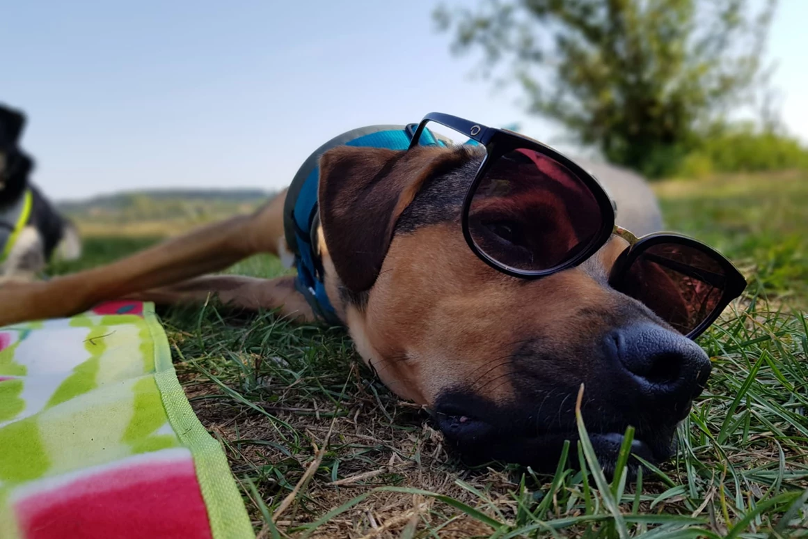 Urlaub-mit-Hund: Seehotel Moldan