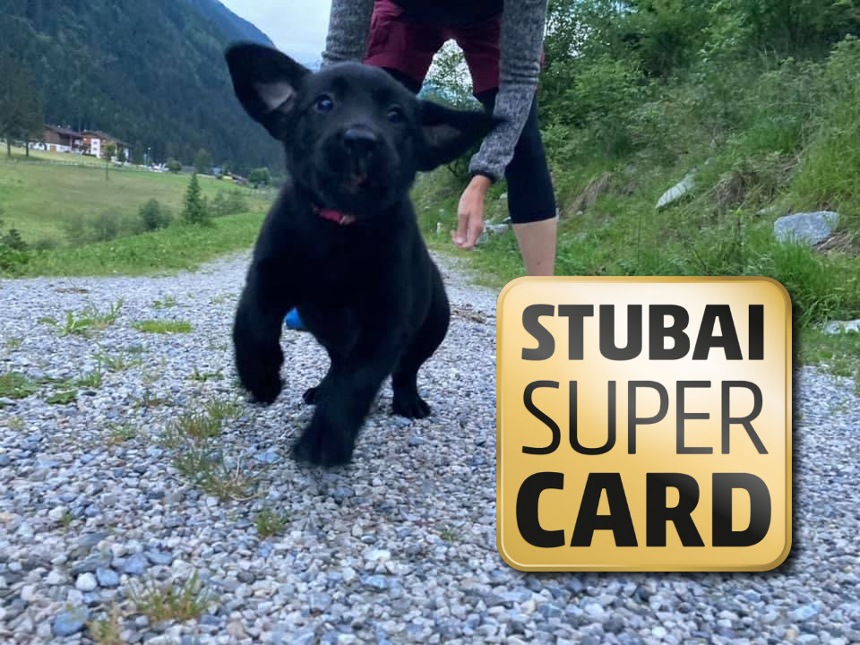 Feierabends Ferienhaus - Ferienwohnungen für alle Felle! Ausflüge mit Hund Alpine Gassirunde