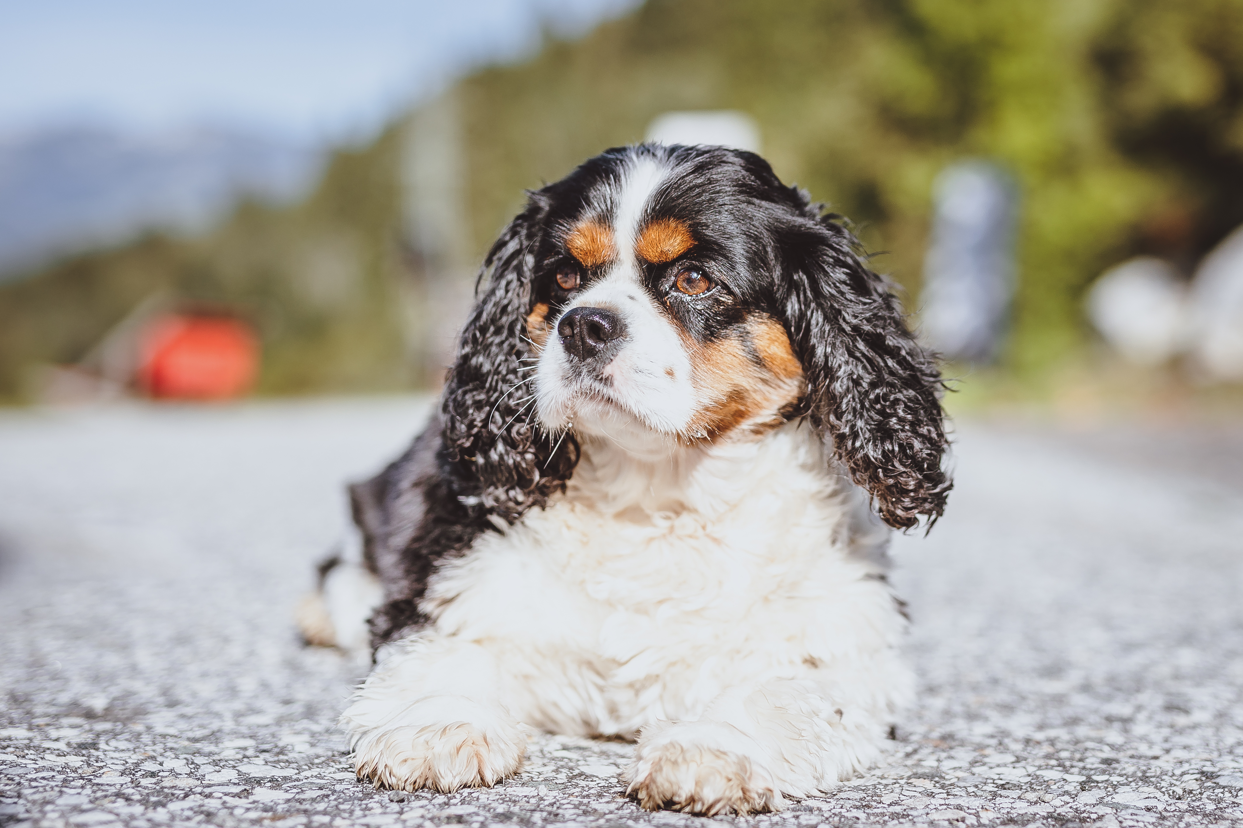 Urlaub-mit-Hund: Panorama Guggenbichl - Hotel Garni & Appartement