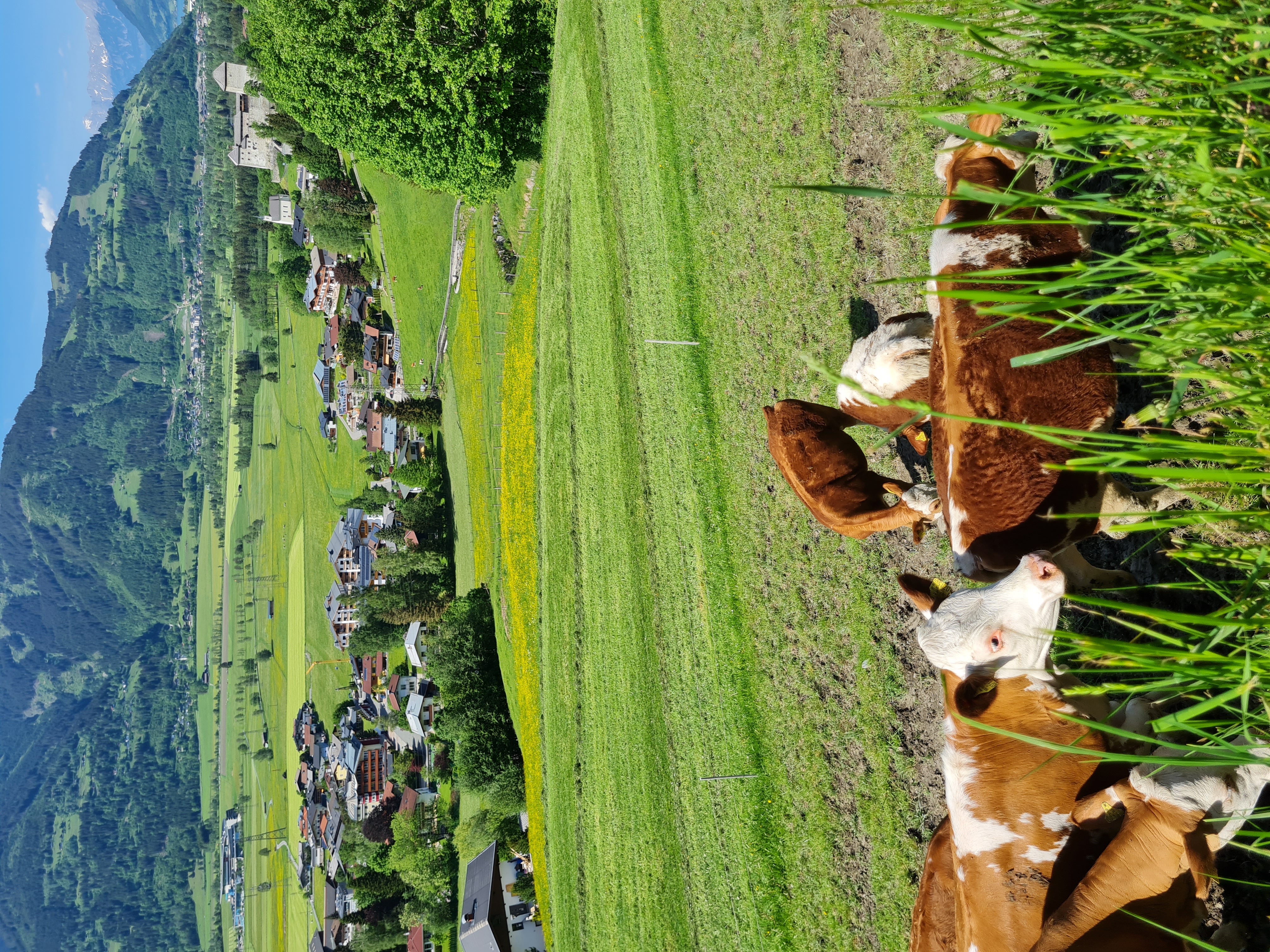 Urlaub-mit-Hund: Panorama Guggenbichl - Hotel Garni & Appartement