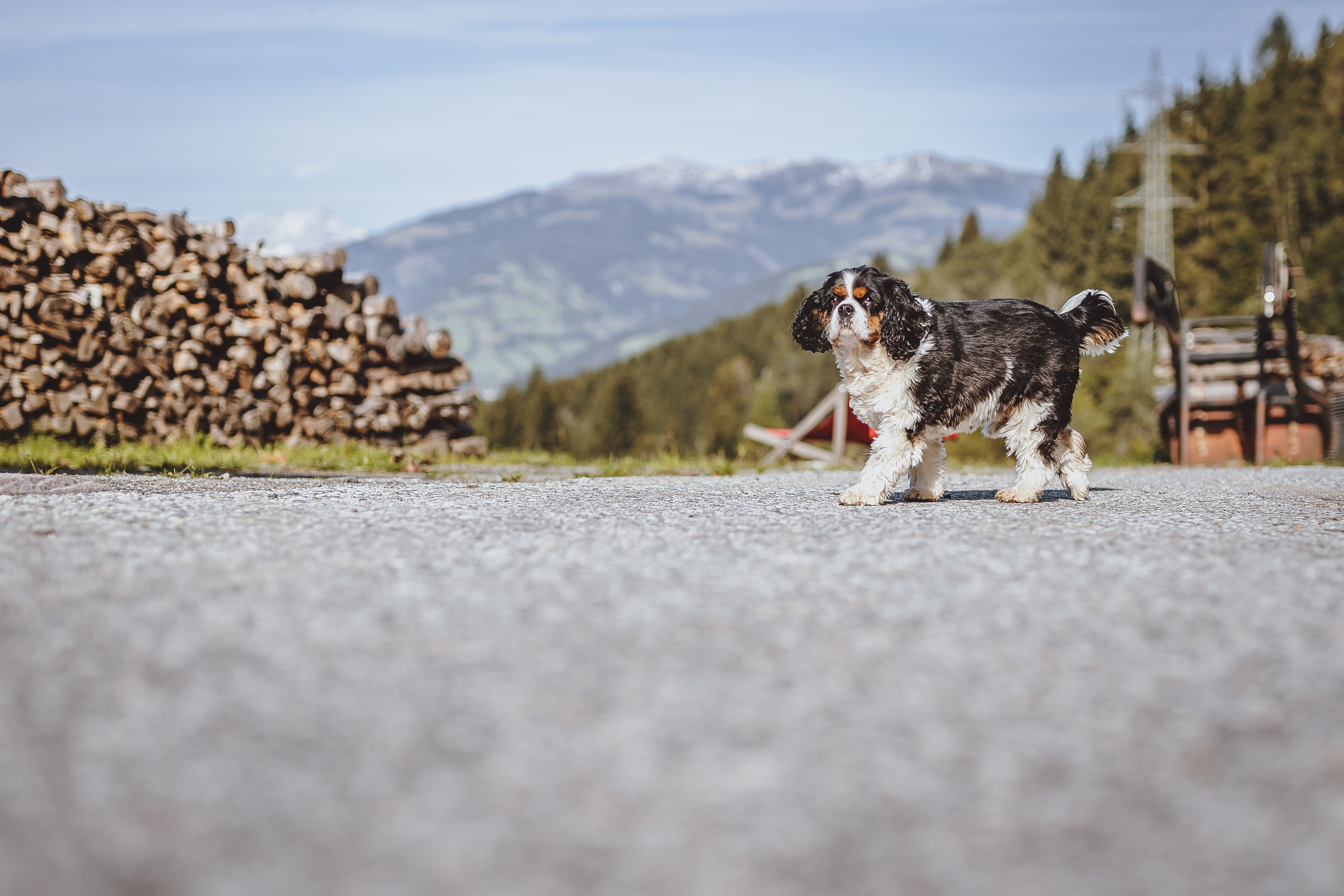 Urlaub-mit-Hund: Panorama Guggenbichl - Hotel Garni & Appartement
