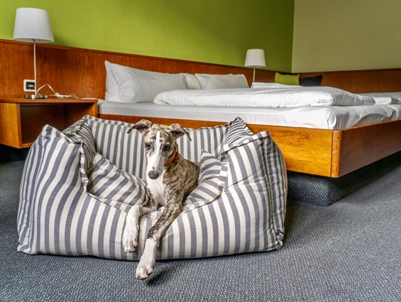 Urlaub-mit-Hund: Hunde willkommen! - k1 sporthotel Kurort Oberwiesenthal