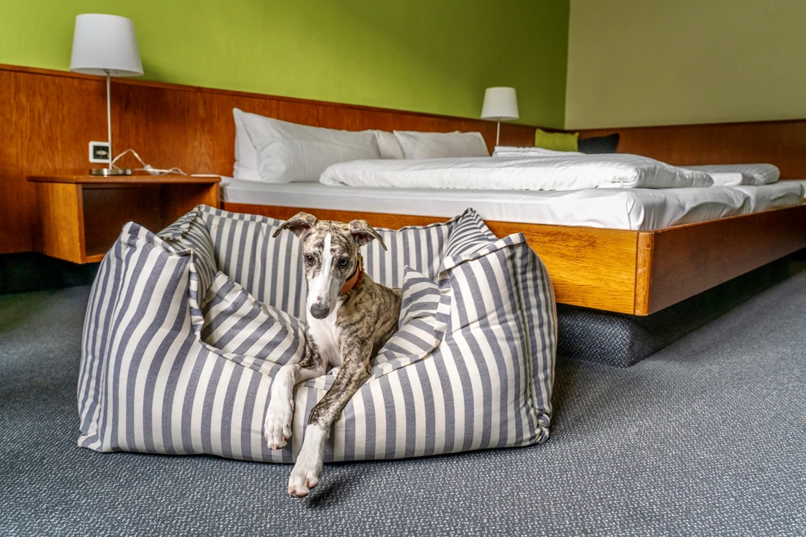Urlaub-mit-Hund: Hunde willkommen! - k1 sporthotel Kurort Oberwiesenthal