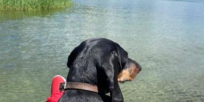 Hundehotel - Trink-/Fressnapf: vor dem Haus - Millstättersee - Seehotel Steiner