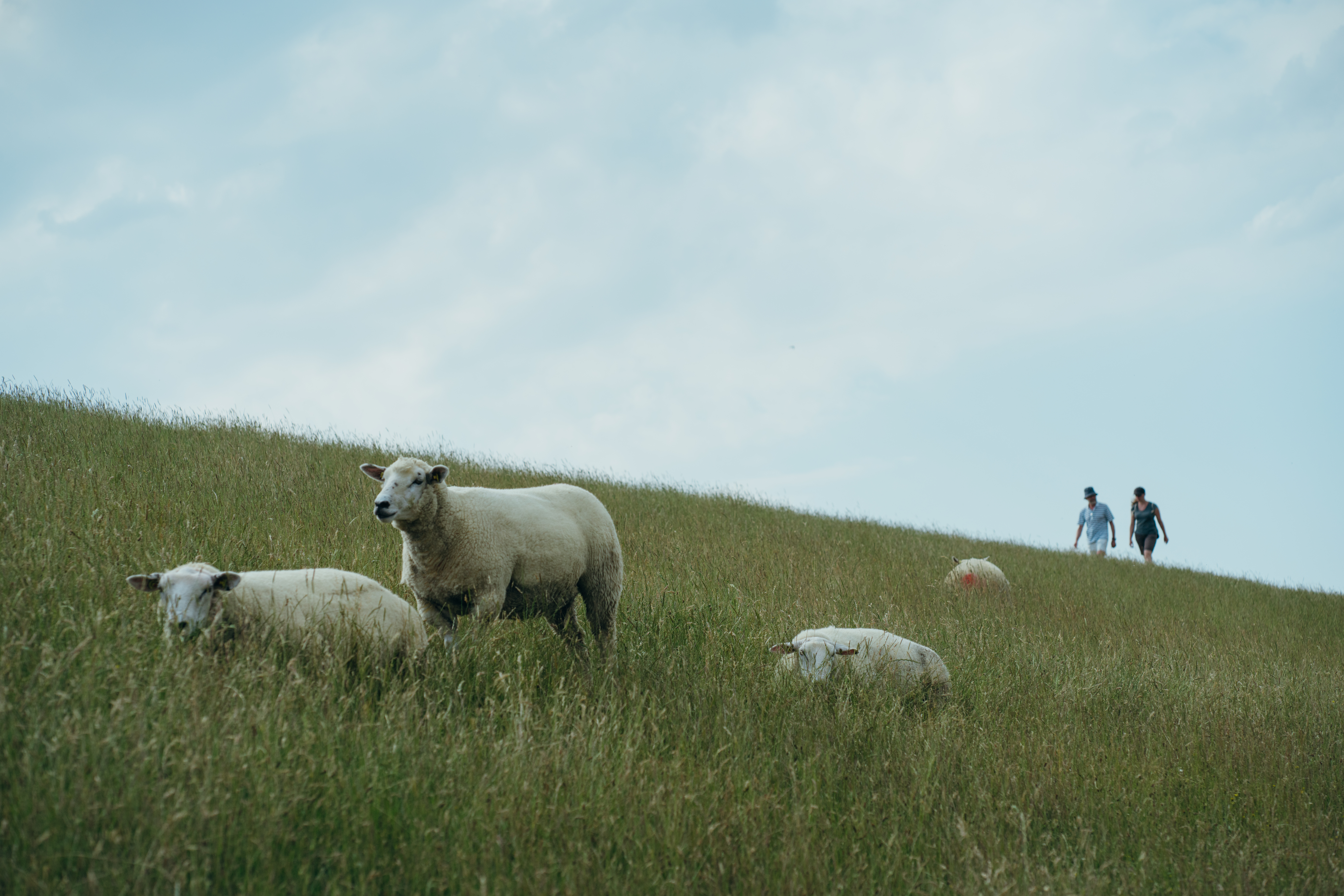 Urlaub-mit-Hund: Zum Wandern und Erholen ist Dithmarschen für Vier- und Zweibeiner ideal! - Astra Maris Hotel & Apartments - Haus | Umgebung, Urlaub mit Hund, Wasser | Wellness