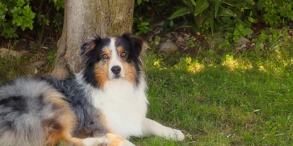 Hundehotel - Unterkunftsart: Einzelhaus - Unter dem Olivenbaum ist's am kühlsten... - Casa Fiore - Ferien am Lago Maggiore