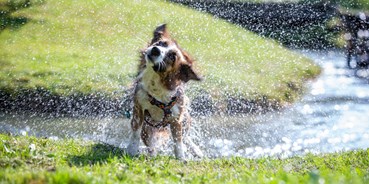 hund im restaurant erlaubt alle hundehotels in osterreich finden