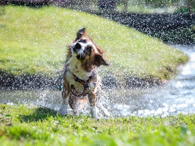 Urlaub-mit-Hund: Wandern in der Natur - Almfrieden Hotel & Romantikchalet - Urlaub mit Hund