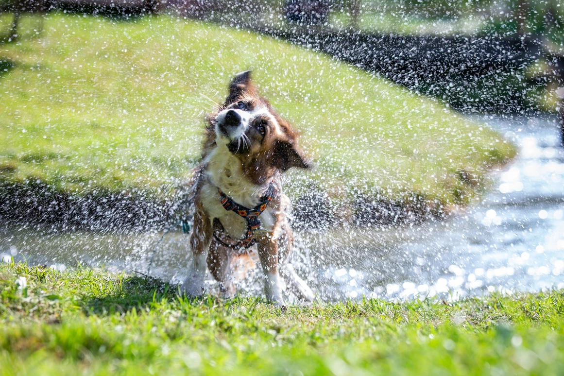 Urlaub-mit-Hund: Wandern in der Natur - Almfrieden Hotel & Romantikchalet - Urlaub mit Hund