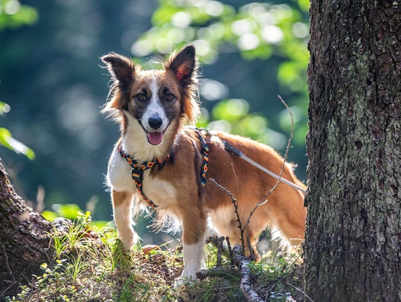 Urlaub-mit-Hund: Almfrieden Hotel & Romantikchalet - Urlaub mit Hund