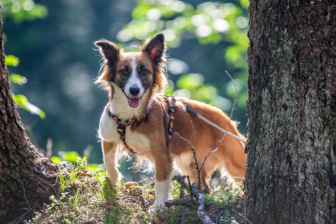 Urlaub-mit-Hund: Almfrieden Hotel & Romantikchalet - Urlaub mit Hund