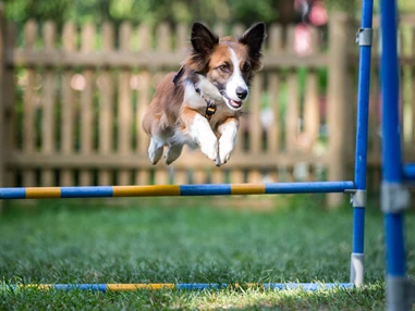 Urlaub-mit-Hund: Almfrieden Hotel & Romantikchalet - Urlaub mit Hund