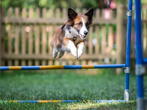 Urlaub-mit-Hund: Almfrieden Hotel & Romantikchalet - Urlaub mit Hund