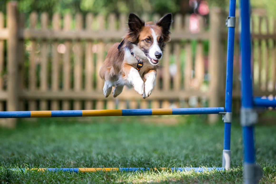 Urlaub-mit-Hund: Almfrieden Hotel & Romantikchalet - Urlaub mit Hund
