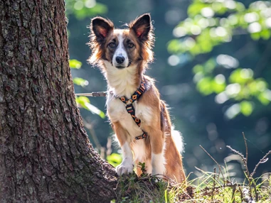 Urlaub-mit-Hund: Almfrieden Hotel & Romantikchalet - Urlaub mit Hund