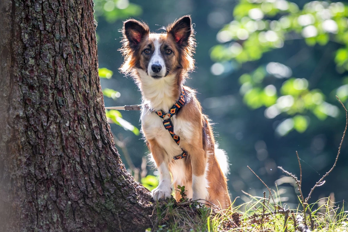 Urlaub-mit-Hund: Almfrieden Hotel & Romantikchalet - Urlaub mit Hund