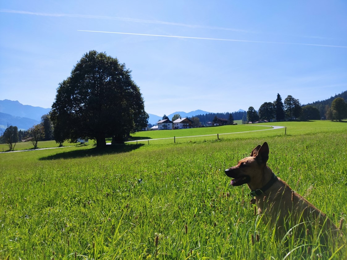 Urlaub-mit-Hund: Almfrieden Hotel & Romantikchalet