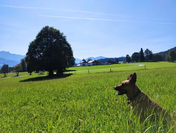 Urlaub-mit-Hund: Almfrieden Hotel & Romantikchalet