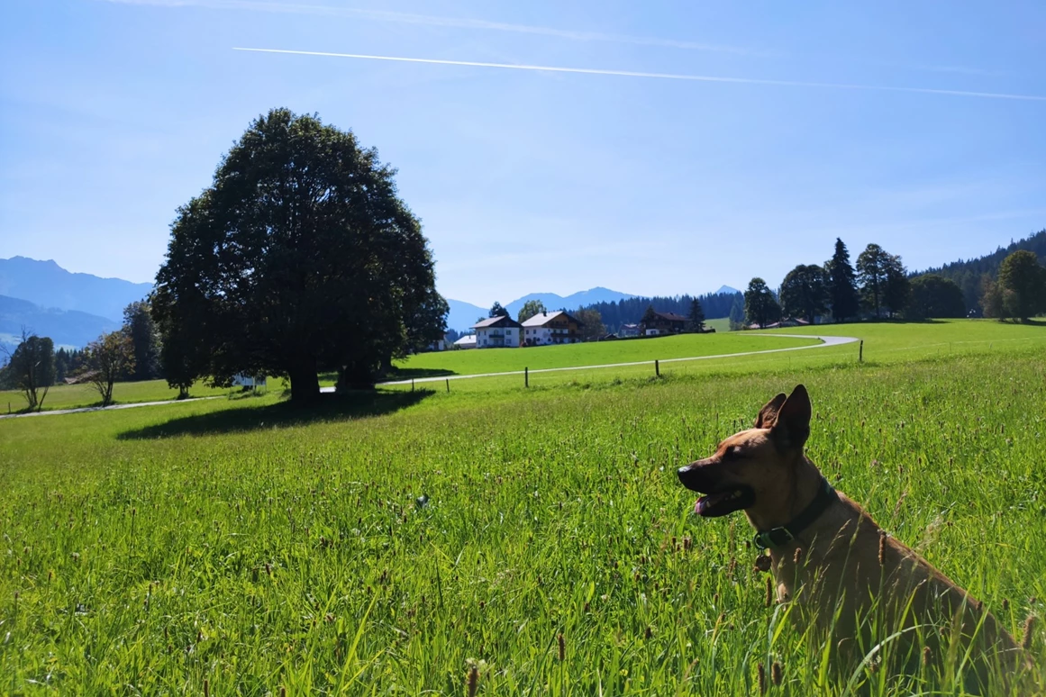 Urlaub-mit-Hund: Almfrieden Hotel & Romantikchalet